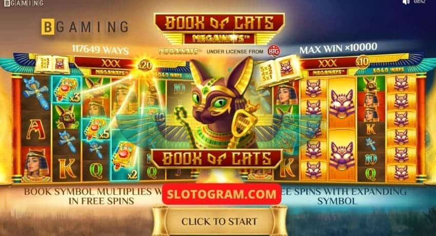Новый слот Book of Cats от провайдера BGaming на фото